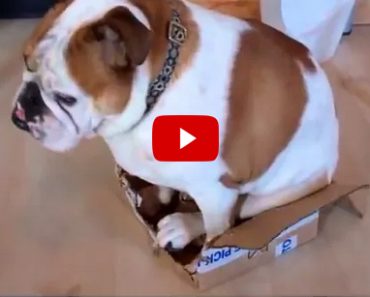 Bulldog in a box