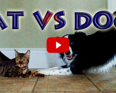 Dog Tricks vs Cat Tricks