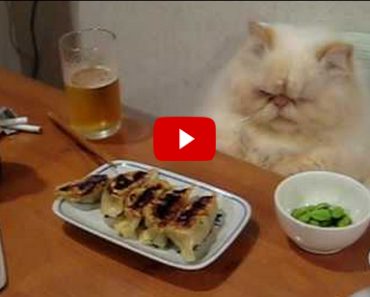 Fancy Cat Eating a Fancy Meal