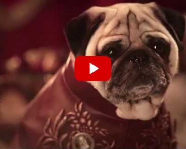 Game of Thrones Pugs Edition