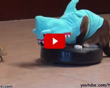 Shark Cat on Roomba