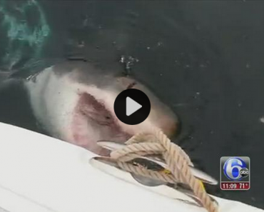 Fisherman Encounters Shark