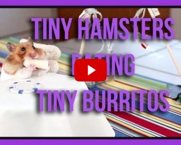 Tiny Hamsters Eating Tiny Burritos Episode 1