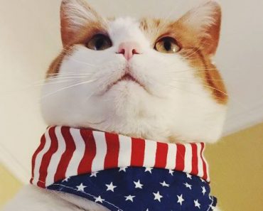 Cat July 4th