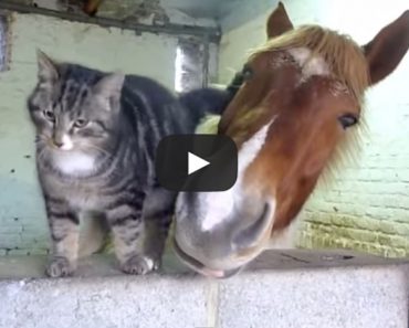 This cat and horse may be the cutest couple ever!