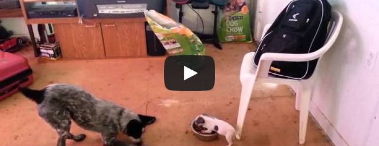 This crazy puppy is determined to protect his food bowl!