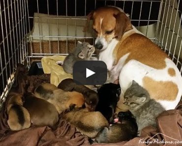 A touching video of a dog fostering kittens that were without a mother.