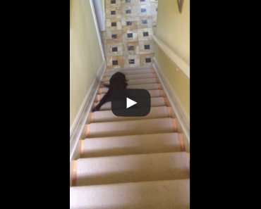 Chocolate Lab Goes Down Stairs