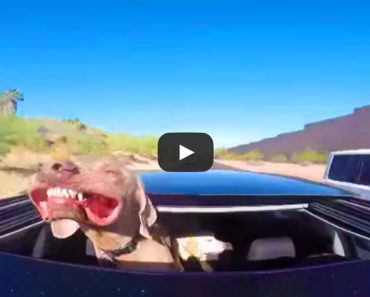 Dog Riding in Sunroof Has Time of His Life