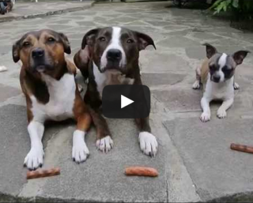 Dog Steals Sausages