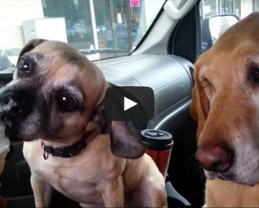 What happens when two dogs attempt to share an ice cream cone