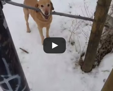 This dog INSISTS on getting his stick through a fence, but can't!