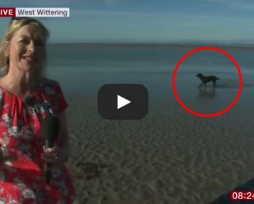 Dog takes a dumb on live TV! Too funny!