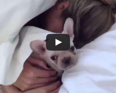 French Bulldog Puppy Video