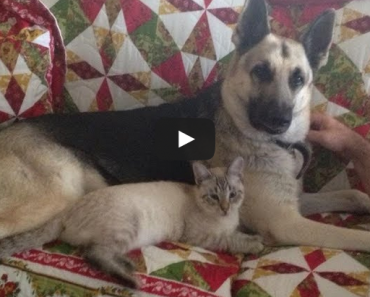 This German Shepherd and cat are best friends and it's too cute!