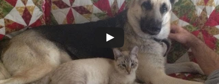 This German Shepherd and cat are best friends and it's too cute!