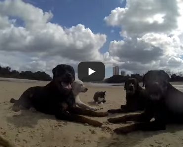 Happy Dogs at the Beach
