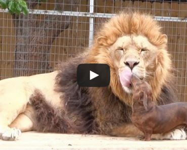 Lion and dachshund are best friends!
