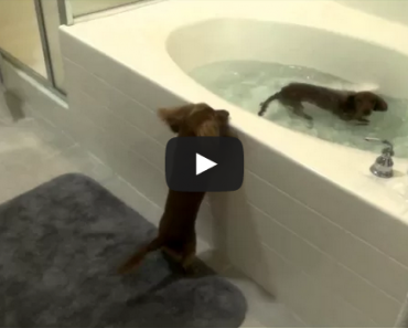 These two Mini Dachshunds LOVE bath time!