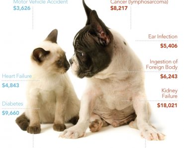 Pet Plan Pet Insurance