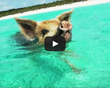 Pigs Swim with Humans