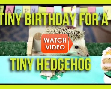 Tiny Birthday for a Tiny Hedgehog