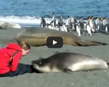 Woman Seal Video