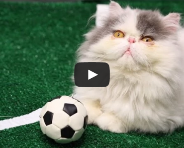 World Cup 2014 Highlights Ultimate Cat Edition