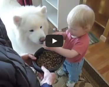 Bear The Samoyed dog has the heard of gold and patience of a Saint!
