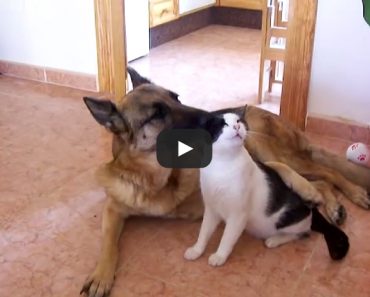 This dog and cat are best friends and make for an awfully cute couple!