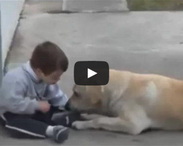 Dog comforts boy with down syndrome.