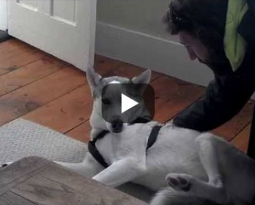 A Dog That Talks! Watch this Husky say "NO!" to the Kennel!