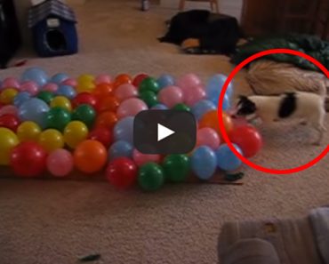 This dog is a balloon popping champion! What skills!