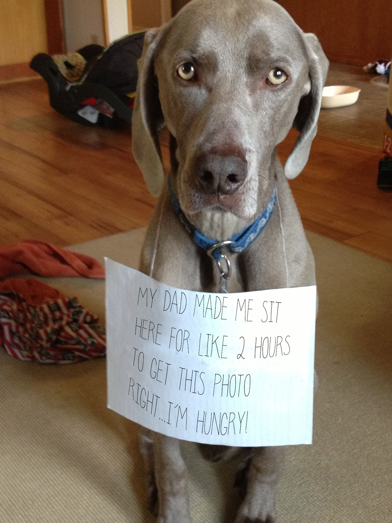 These Dog Pictures Put Dog Shaming To Shame