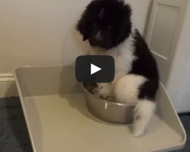 Landseer newfoundland puppy and his waterbowl