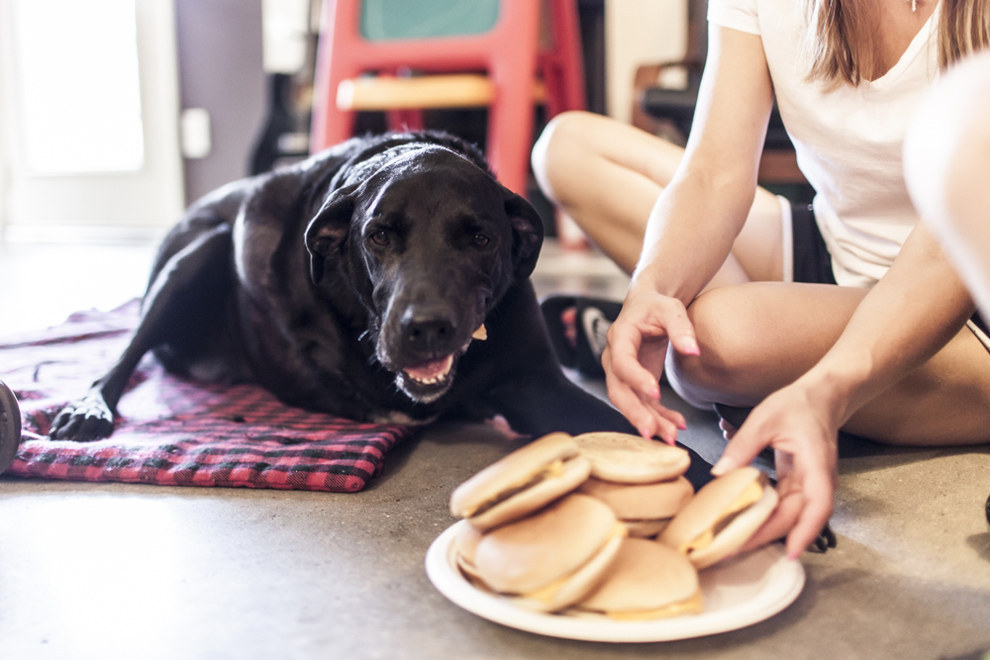 "And I ate a lot of hamburgers. We had a party." -Duke the dog