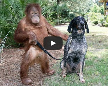 This orangutan and dog are best friends!
