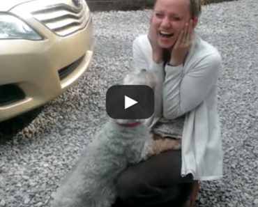 This dog was reunited with her family member and ended up passing out from overwhelming joy!