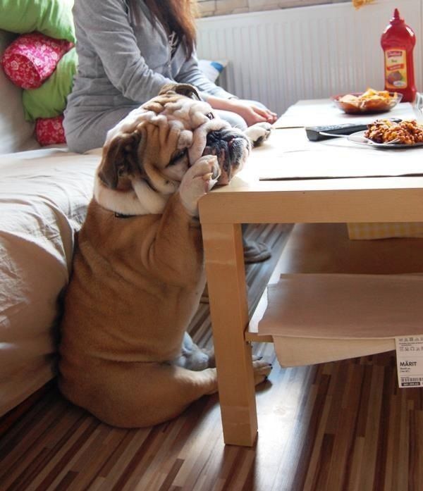 adorable english bulldog puppies