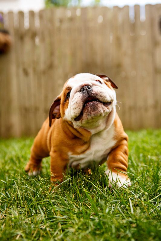 10 English Bulldogs That Will Melt Your Heart I Heart Pets