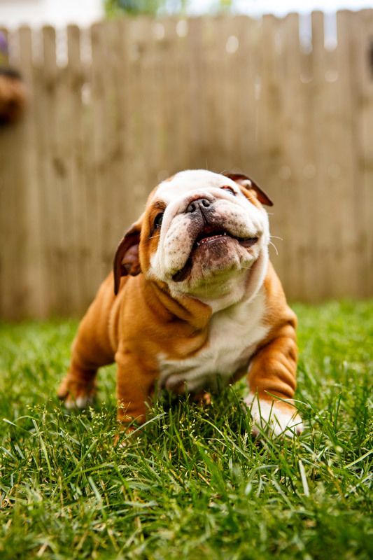 english bulldog cute