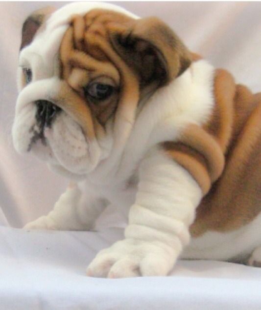 adorable english bulldog puppies