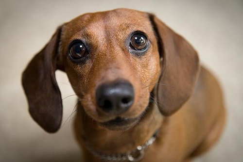 10 Cute Dachshunds To Make You Grin! - I Heart Pets