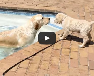 This Golden Retriever puppy learning how to swim is too cute!