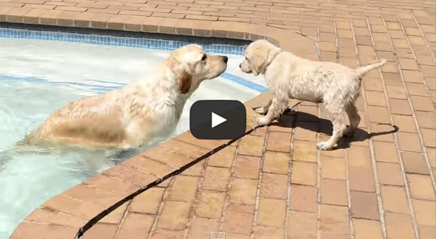 golden retriever puppy floating in pool
