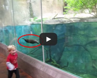 When This Kid Plays With An Otter, Something MAGICAL Happens!