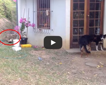 Lion Cub scares the daylights out of a dog! Watch what happens!