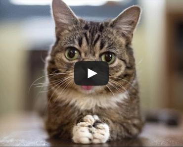 Meet Lil Bub Internet Cat Sensation