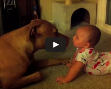 Pitbulls LOVE babies! Watch this video for proof.