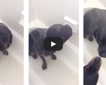 This Rottweiler loves water and taking showers!